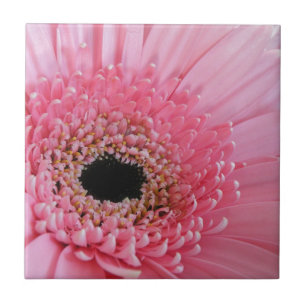 Carreau Photographie de gerbera rose frais