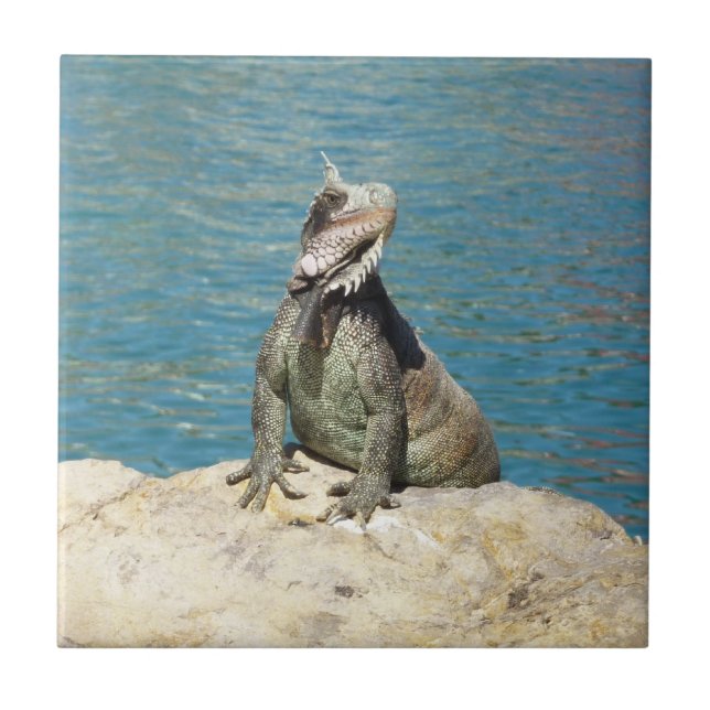 Carreau Photographie de la faune tropicale Iguana à St. Th (Devant)