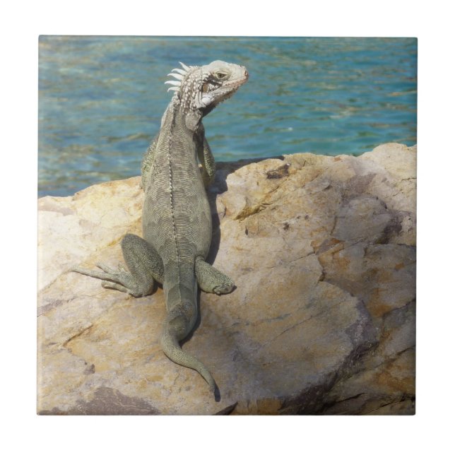 Carreau Photographie de la faune tropicale Iguana à St. Th (Devant)