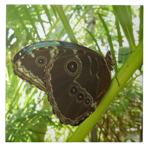 Carreau Photographie de la nature du papillon Morpho bleu