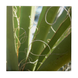 Carreau Photographie de la nature verte Feuille du Yucca
