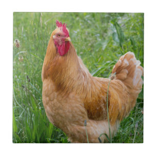 Carreau Photographie de poules de jeune coq