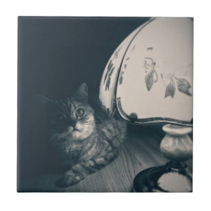 Carreau Photographie de style noir de chats et lampes