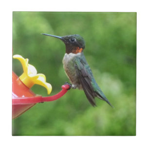 Carreau Photographie d'oiseau Colibri à gorge rubis
