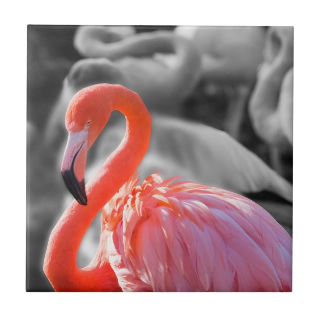 Carreau Photographie d'oiseaux Flamants roses (Devant)