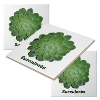 Photographie verte Succulente Botanique naturelle