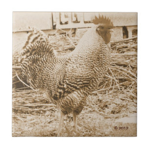 Carreau Photographie vintage de coq de style