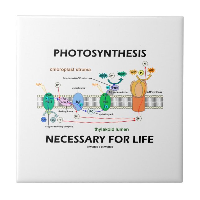 Carreau Photosynthèse nécessaire pour la vie dépendant de (Devant)