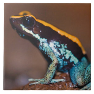 Carreau Phyllobates vittatus, une grenouille à flèches poi
