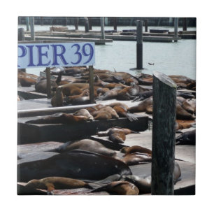 Carreau Pier 39 Sea Lions