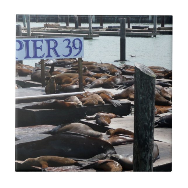 Carreau Pier 39 Sea Lions (Devant)