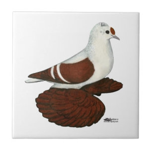 Carreau Pigeon à aile rouge