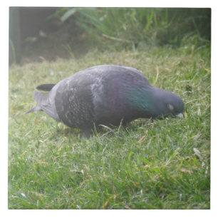 Carreau Pigeon Dormant