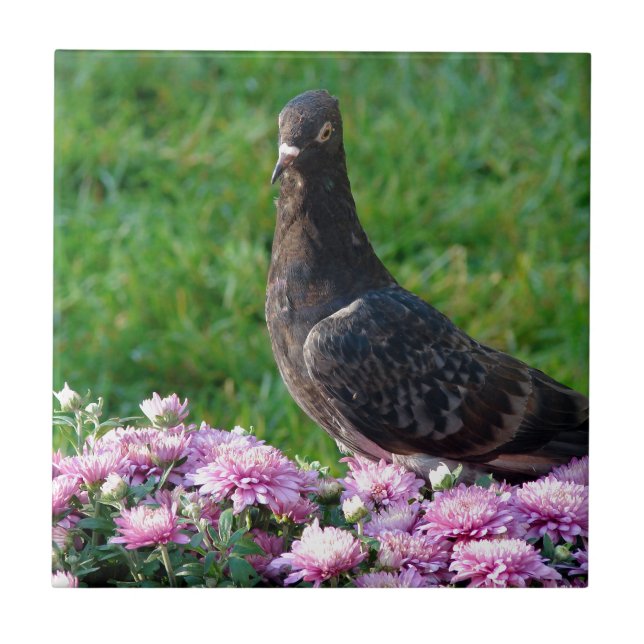 Carreau Pigeon et maman (Devant)