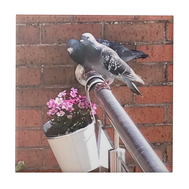 Carreau Pigeon Pair et Red Saxifrage Flowers (Devant)