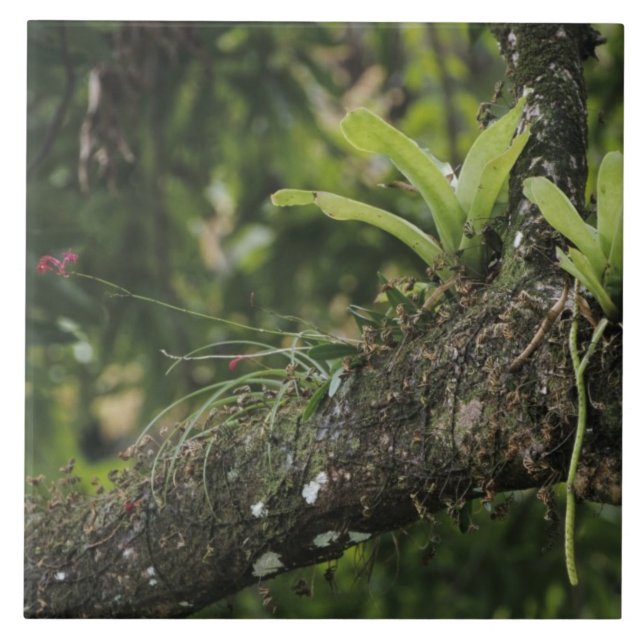 Carreau Pine Pink, Bletia purpurea, floraison sur Mango (Devant)