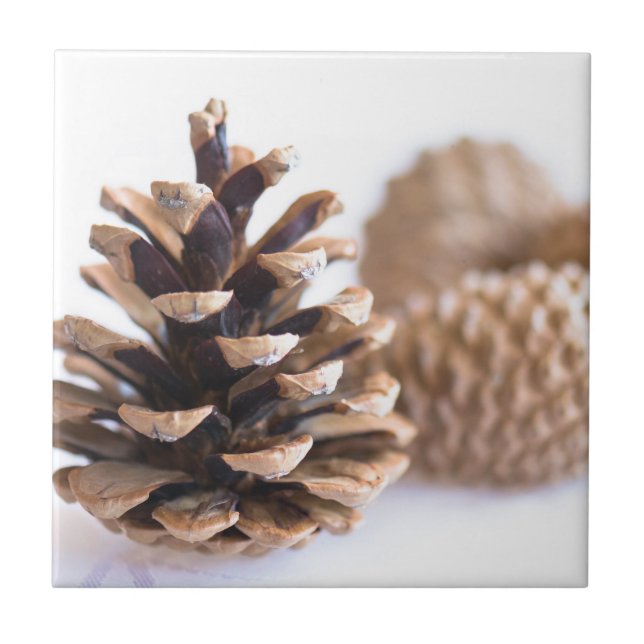 Carreau Pinecones (Devant)