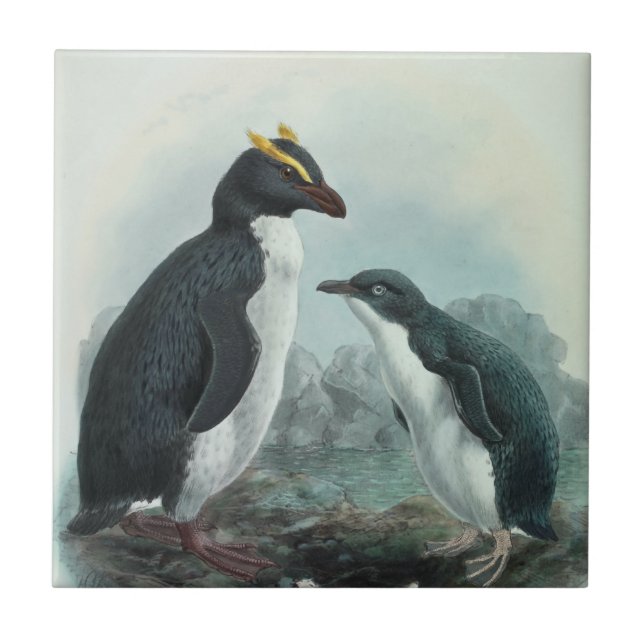 Carreau Pingouin de Rockhopper (Devant)