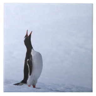 Carreau Pingouin Gentoo