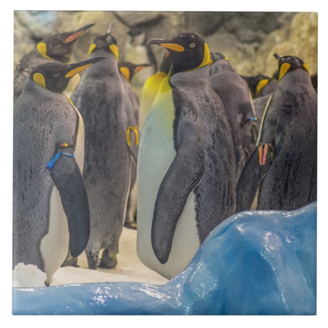 Carreau Pingouins au carrelage en céramique du zoo (Devant)