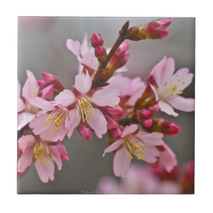 Carreau Pink Against A Gray Sky Japanese Cherry Blossoms