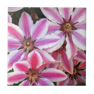 Carreau Pink and white striped clematis flowers