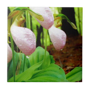 Carreau Pink Lady Slipper sauvage orchidée