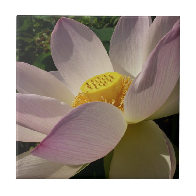 Carreau Pink Lotus Flower III Summer Floral (Devant)