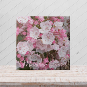 Carreau Pink Mountain Laurel Carrelage en céramique