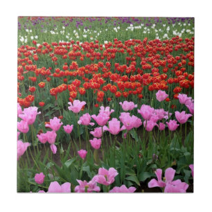 Carreau Pink & Red Tulip Field, Oregon