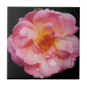Carreau Pink Rose w/ Dew Drops Black Background