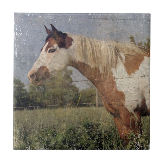 Carreau Pinto Horse Grunge (Devant)