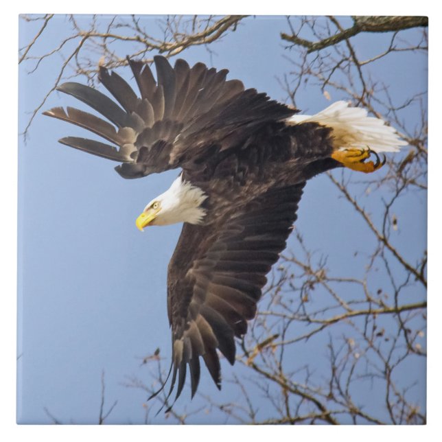 Carreau Piqué d'Aigle chauve (Devant)