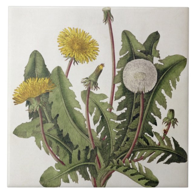 Carreau Pissenlit (gravure de couleur) (Devant)