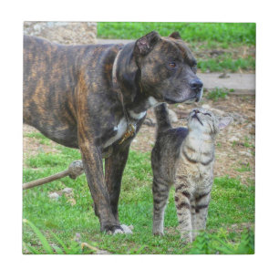 Carreau Pit Bull et Cat