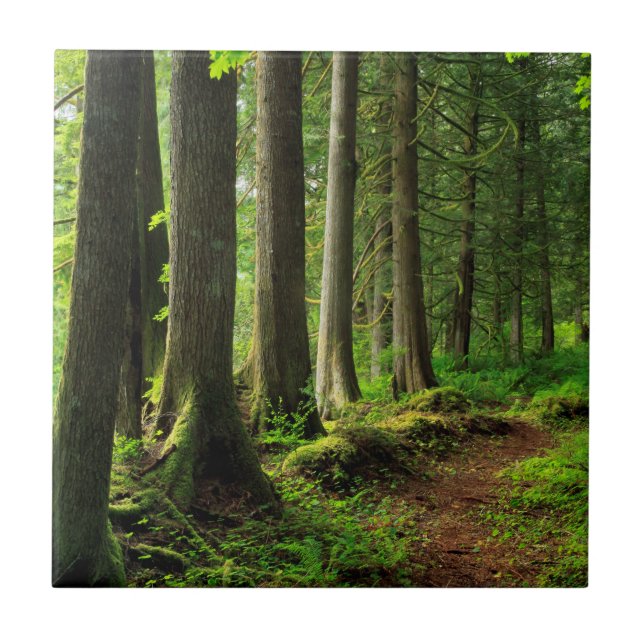 Carreau Pittoresque Green Forest Trail (Devant)