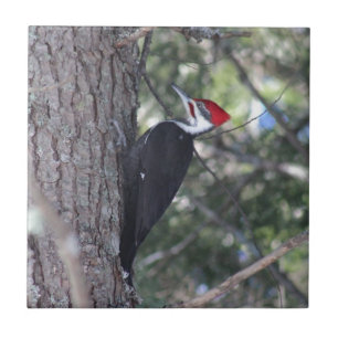Carreau Pivert de Pileated