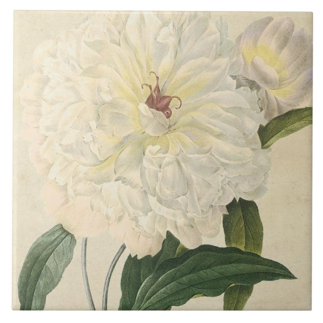 Carreau Pivoine blanche botanique vintage (Devant)