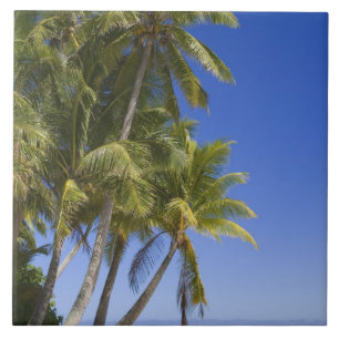 Carreau Plage bordée de palmiers Îles Cook 3