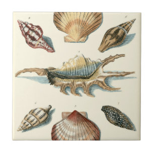 Carreau Plage de Shell soignée
