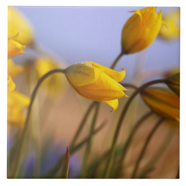 Carreau Plan rapproché des jonquilles (Devant)