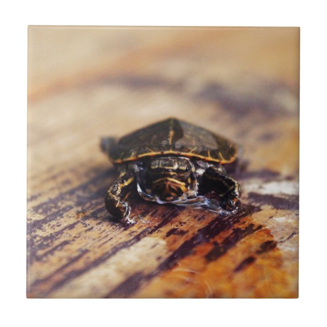 Carreau Plan rapproché d'une tortue peinte par bébé (Devant)