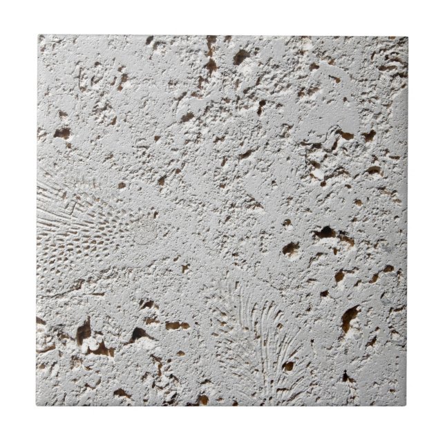 Carreau Plan rapproché fossile de surface de tuile de (Devant)