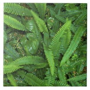 Carreau Plancher forestier, forêt de Quinault, parc natio
