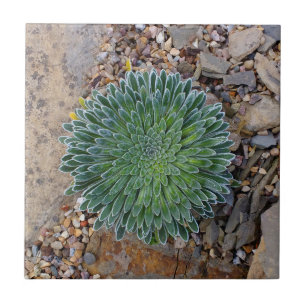 Carreau Plante de désert succulent