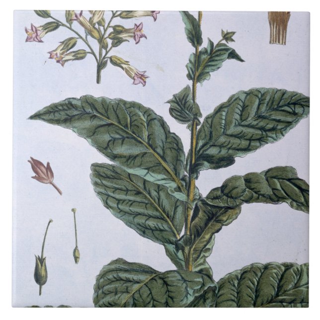 Carreau Plante de tabac, plat 7, de 'collection Precieuse (Devant)
