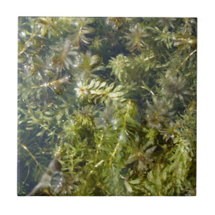 Carreau Plante d'étang (ou, "étang luxuriant Plantlife")