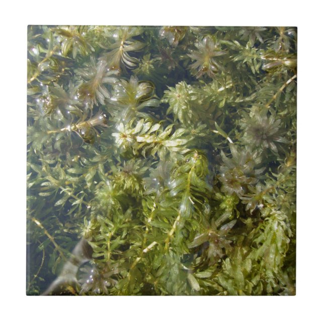 Carreau Plante d'étang (ou, "étang luxuriant Plantlife") (Devant)