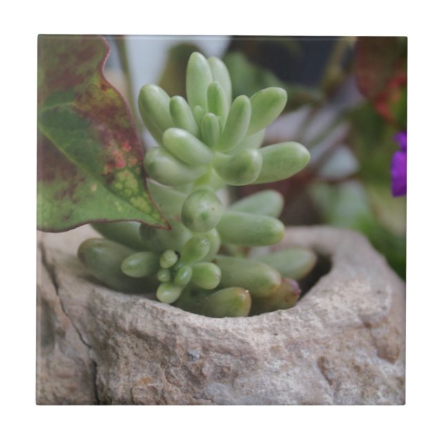 Carreau Plante et Plante Chameleon succulent (Devant)