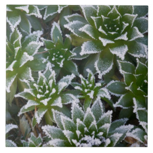 Carreau Plante grasse Hen & Chicks avec gelée au début